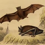 Ornithological board "Mouse" Buffon 1840