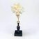 Natural ancient white coral on a black wooden base.