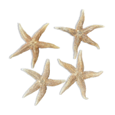 Starfish