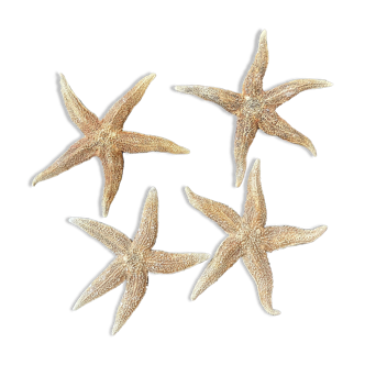 Étoiles de mer