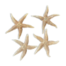 Starfish