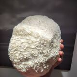 Large white coral