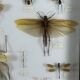 Old entomological insect frame 13 species