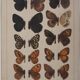 Small brown and orange butterflies, original signed watercolour, Roger METAYE.