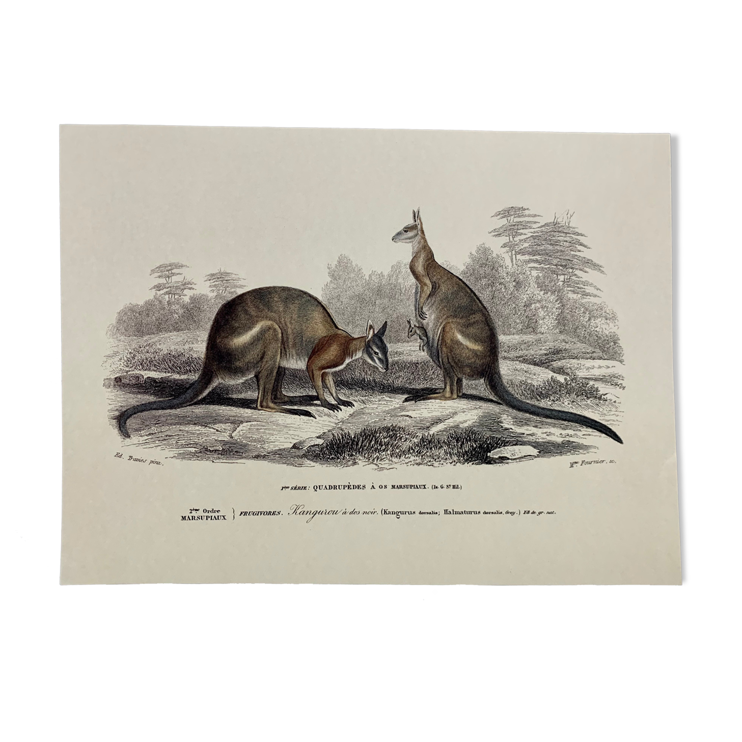 Black-backed kangaroo - illustration plate of the universal dictionary of natural history