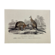 Black-backed kangaroo - illustration plate of the universal dictionary of natural history