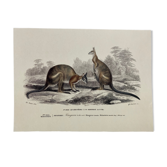 Black-backed kangaroo - illustration plate of the universal dictionary of natural history