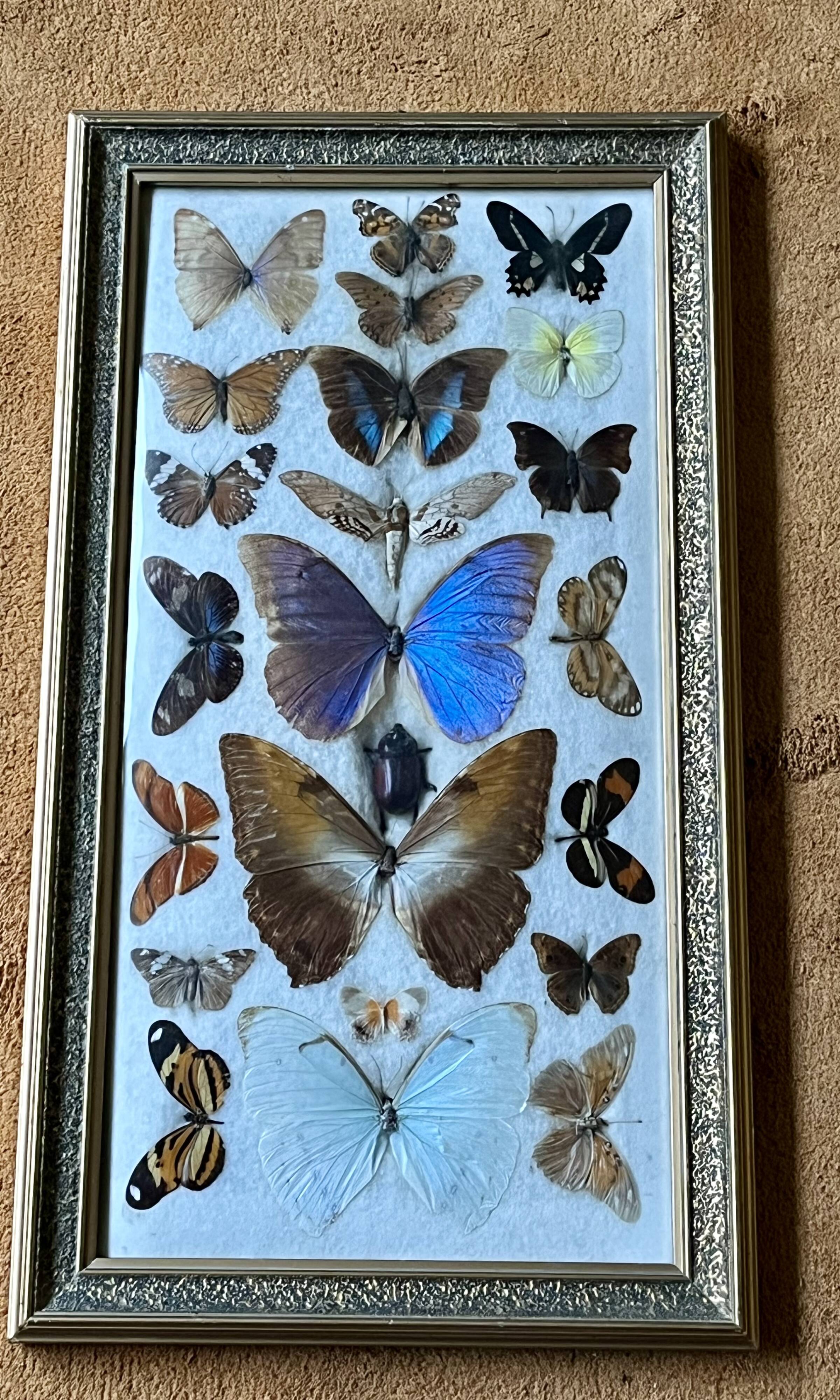 Large entomological frame - 27 mounted butterflies - Very good condition