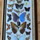 Large entomological frame - 27 mounted butterflies - Very good condition