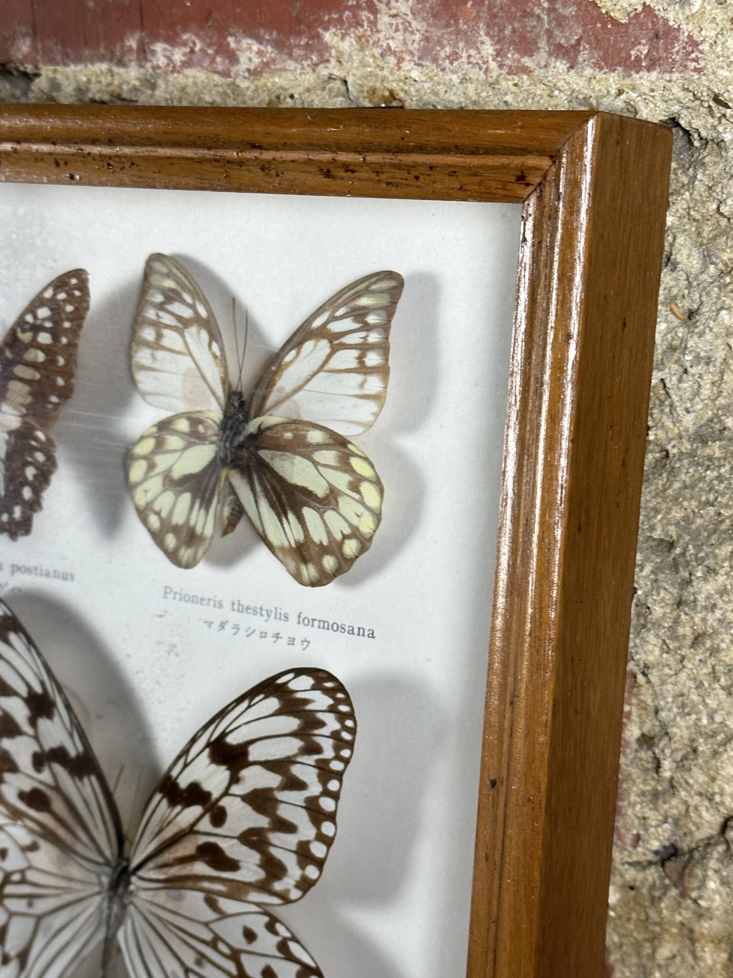 Old entomological frame butterflies 13 species