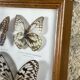 Old entomological frame butterflies 13 species