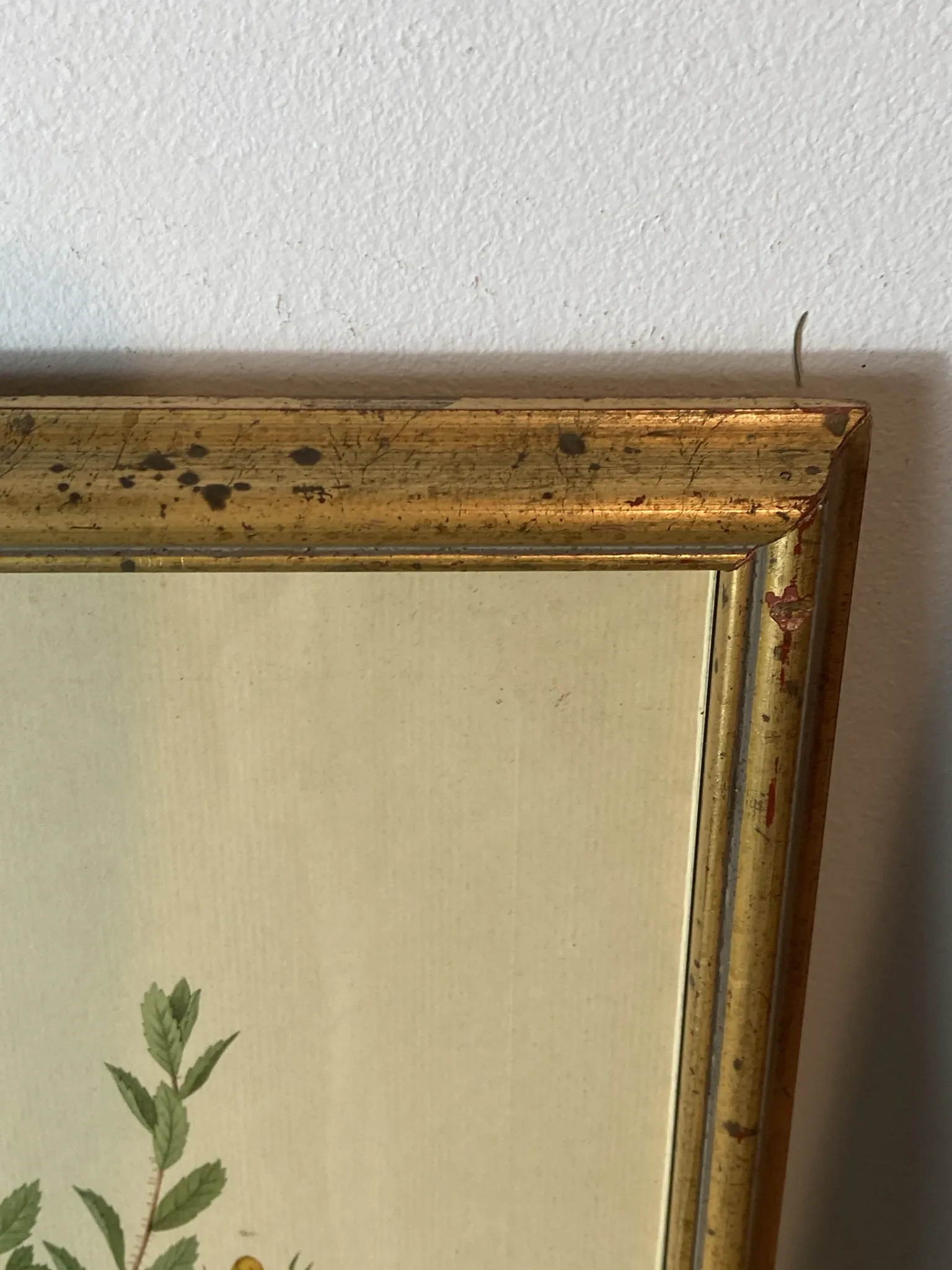 Botanical print, Rose, J-P Redouté