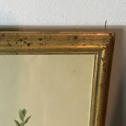 Botanical print, Rose, J-P Redouté