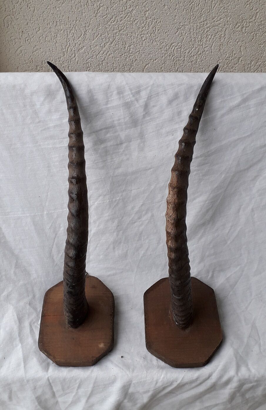 Gazelle horns trophy