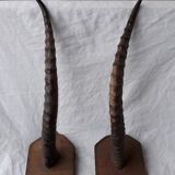 Gazelle horns trophy