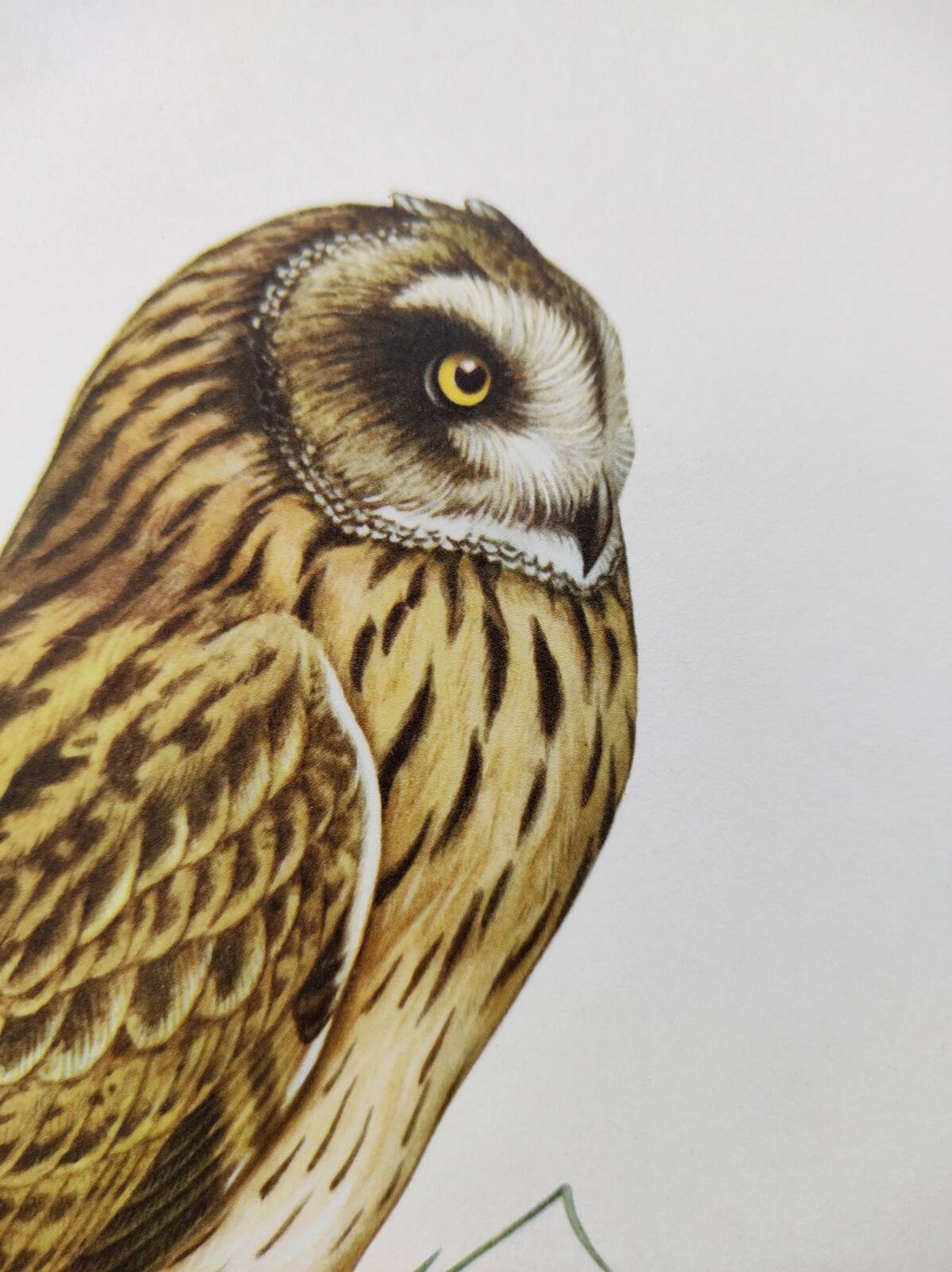 Bird board 1960s - Short-eared Owl - Vintage zoological and ornithological illustration