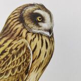 Planche oiseaux Années 1960 - Hibou des Marais - Illustration zoologique et ornithologique vintage