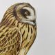 Bird board 1960s - Short-eared Owl - Vintage zoological and ornithological illustration