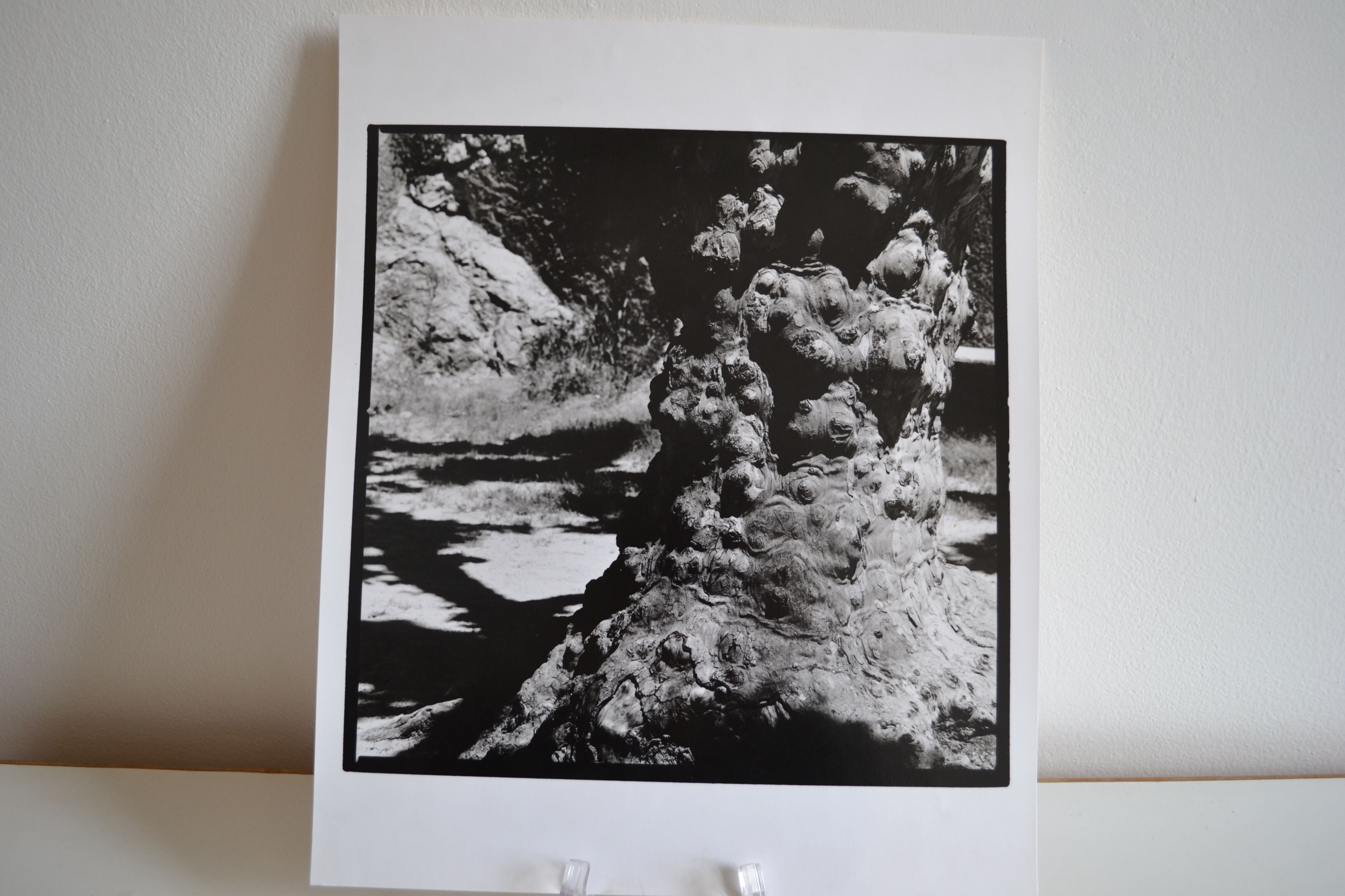 Anonymous silver photo tree circa 1970