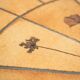 Rare Roger Capron dining table
