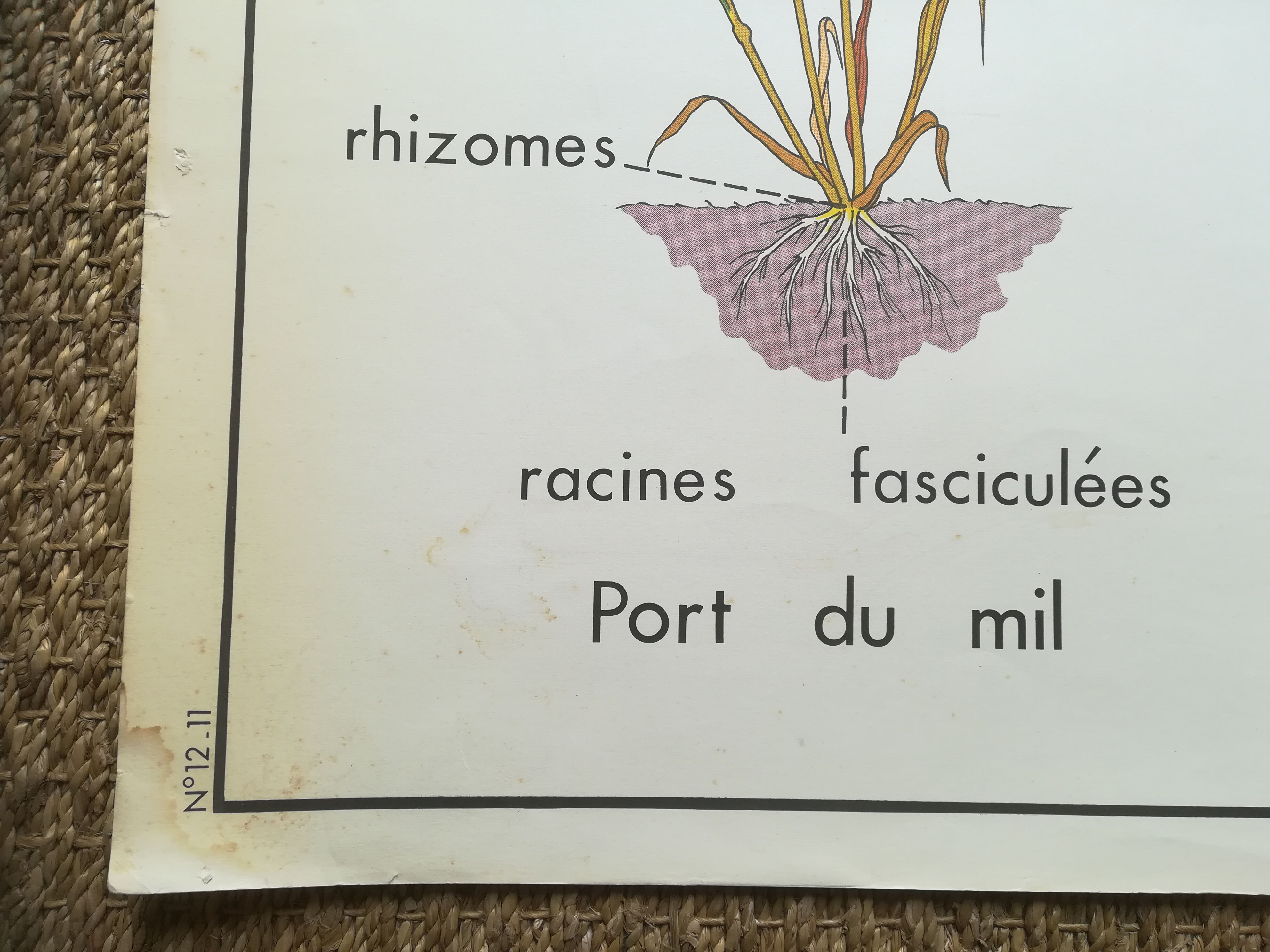 Affiche pédagogique Rossignol "Le maïs et le mil" vintage.