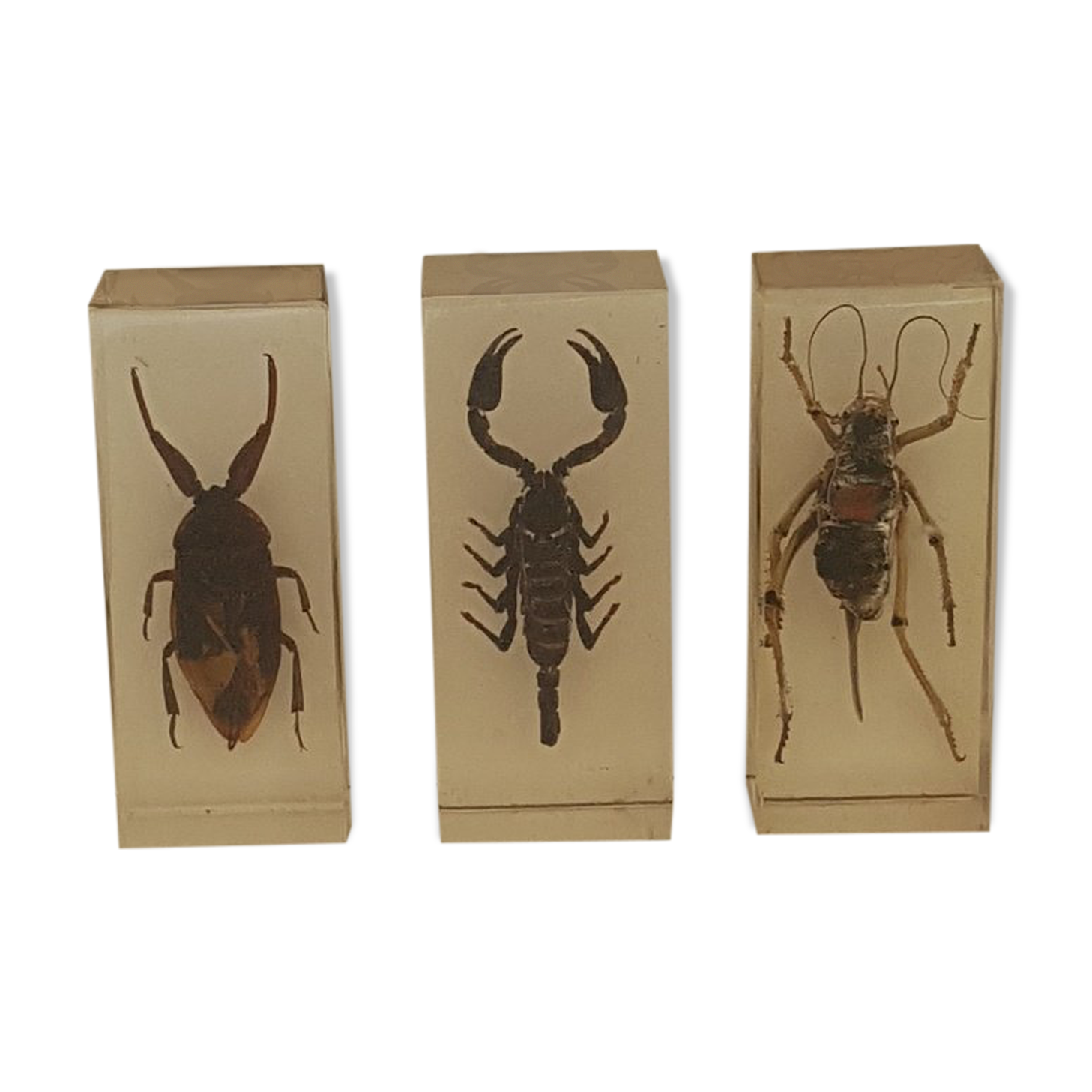 Batch of 3 insects in resin inclusion