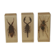 Batch of 3 insects in resin inclusion