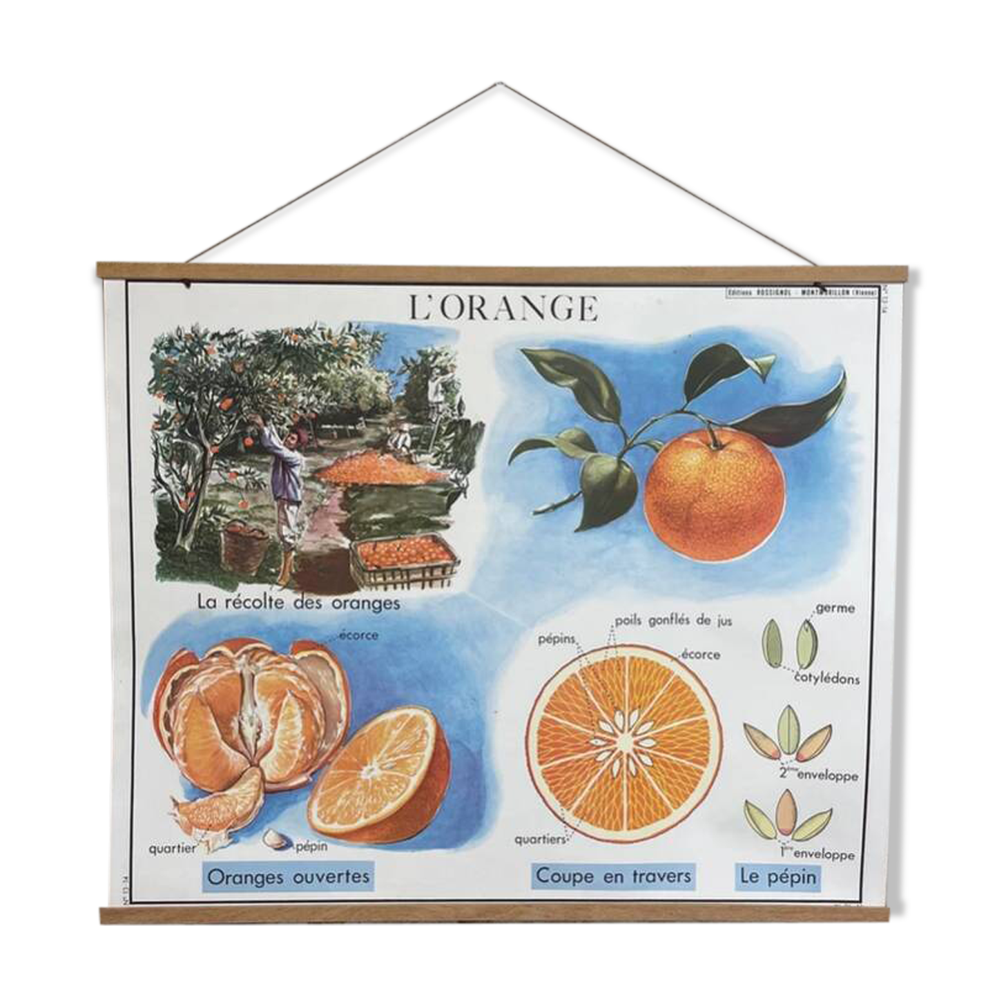 School poster the orange and the fur