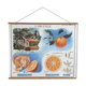School poster the orange and the fur