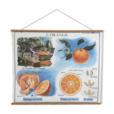 School poster the orange and the fur