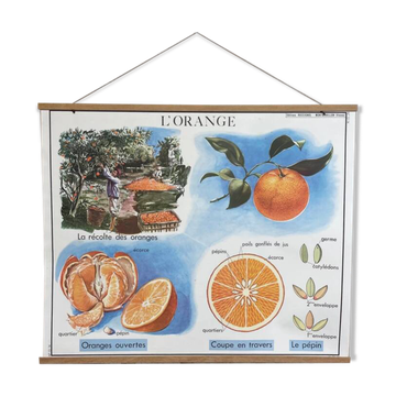 School poster the orange and the fur