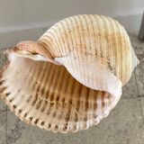 Coquillage de mer Tonna Galea vintage