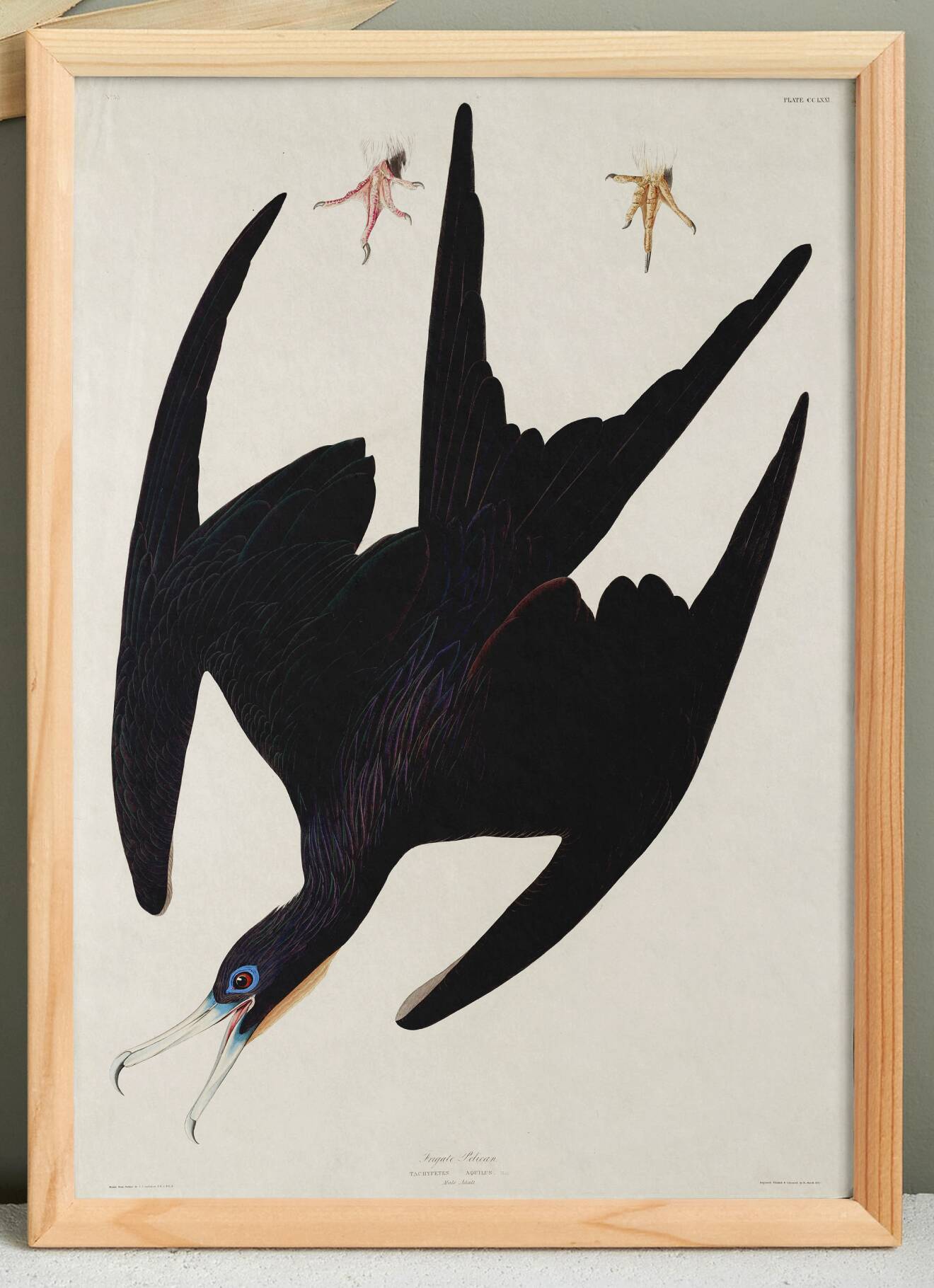 Poster of the superb frigate, based on an old engraving from 1827