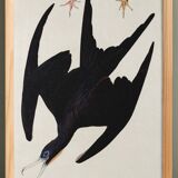 Poster of the superb frigate, based on an old engraving from 1827