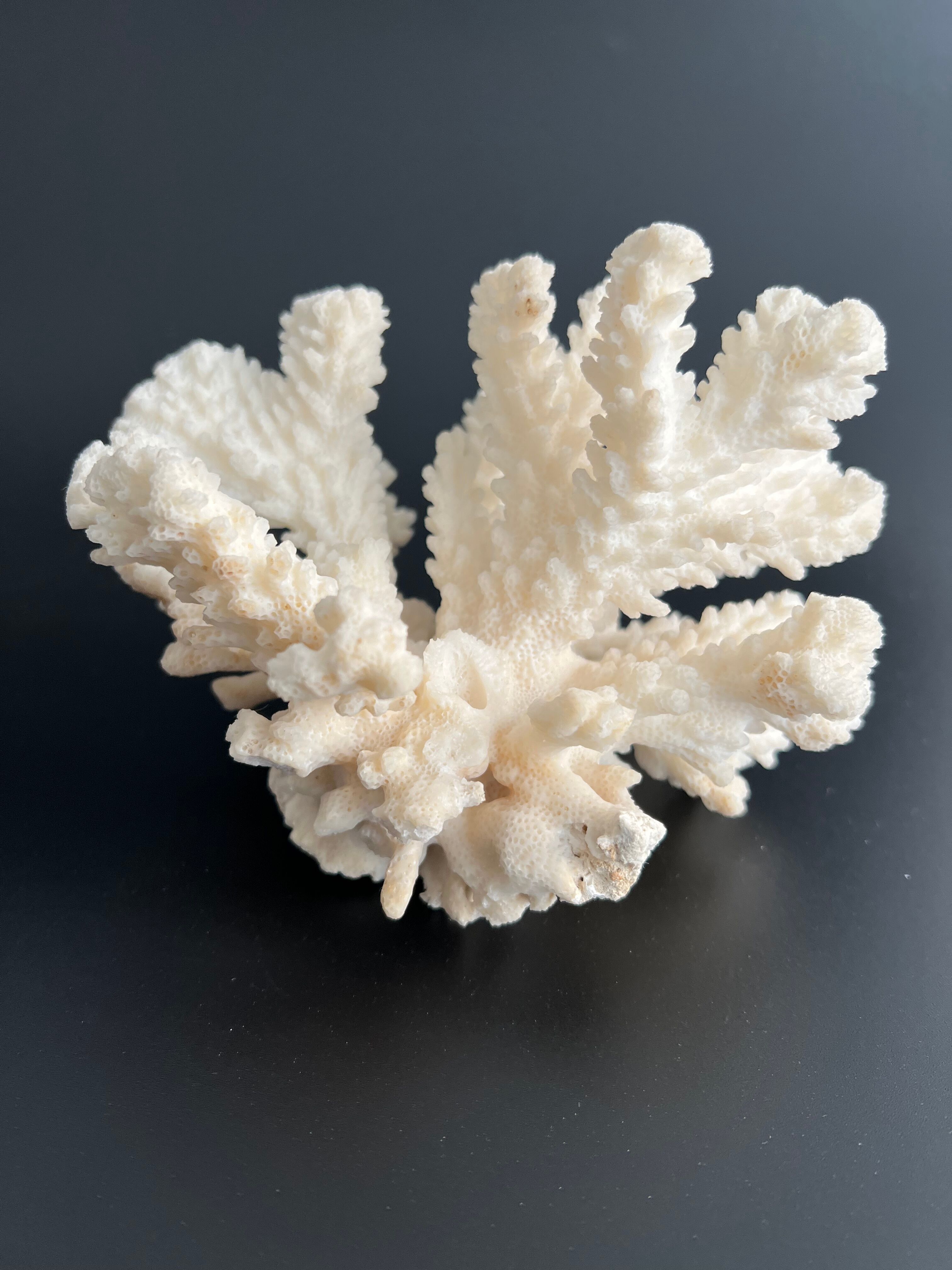 White coral vintage cabinet of curiosity