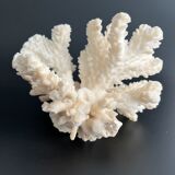 White coral vintage cabinet of curiosity
