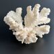 White coral vintage cabinet of curiosity