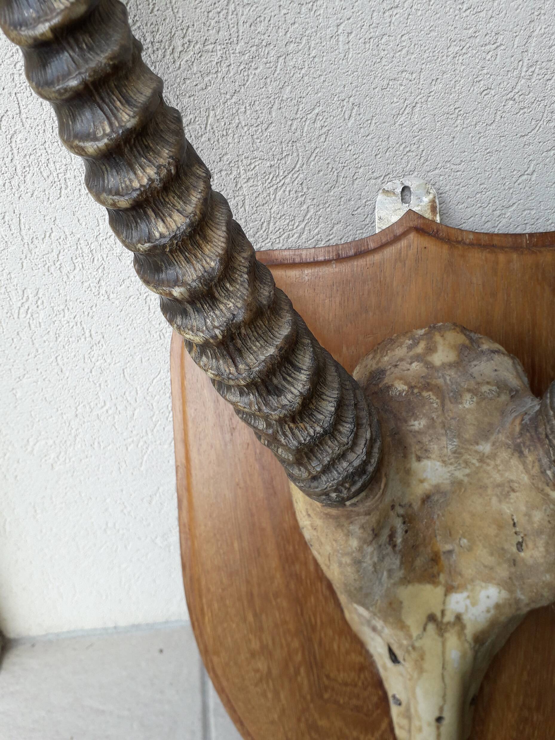 Trophée cornes d'Afrique