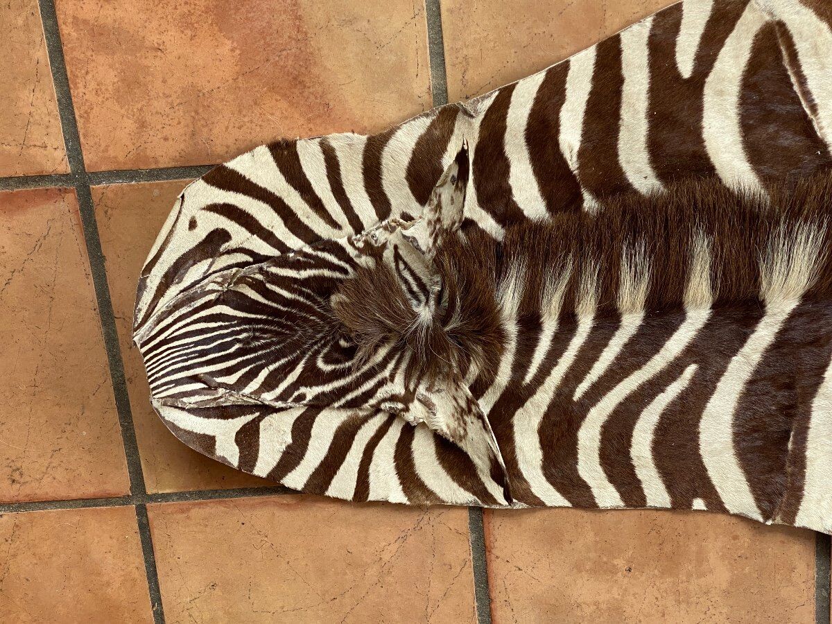 Real zebra skin