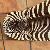 Real zebra skin