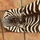 Real zebra skin