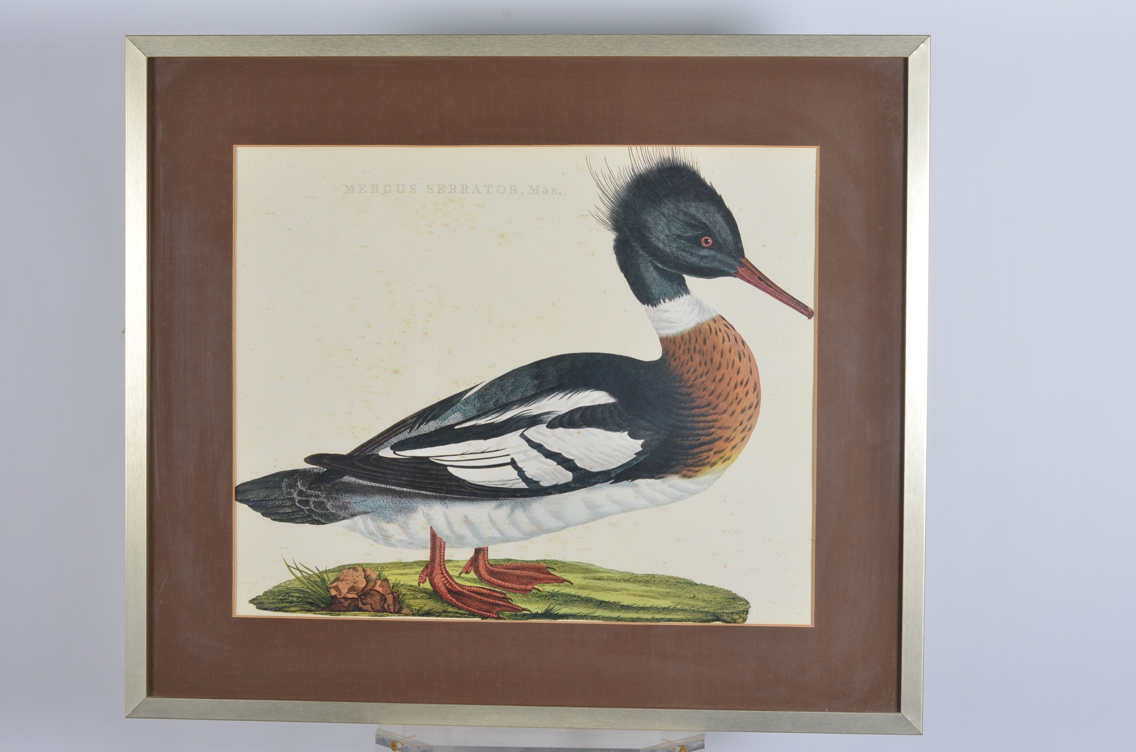Animal lithography