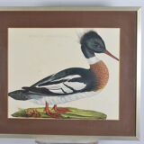 Animal lithography