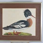 Animal lithography