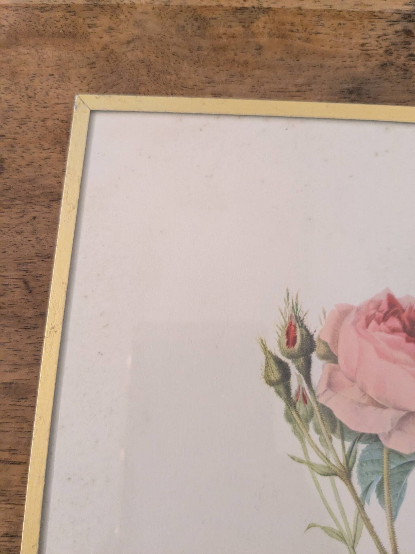 Framed lithograph of roses by P.J. Redouté