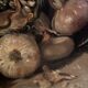 Oil painting on canvas signed J. Fleury-Bin Still Life with pewter and onions
