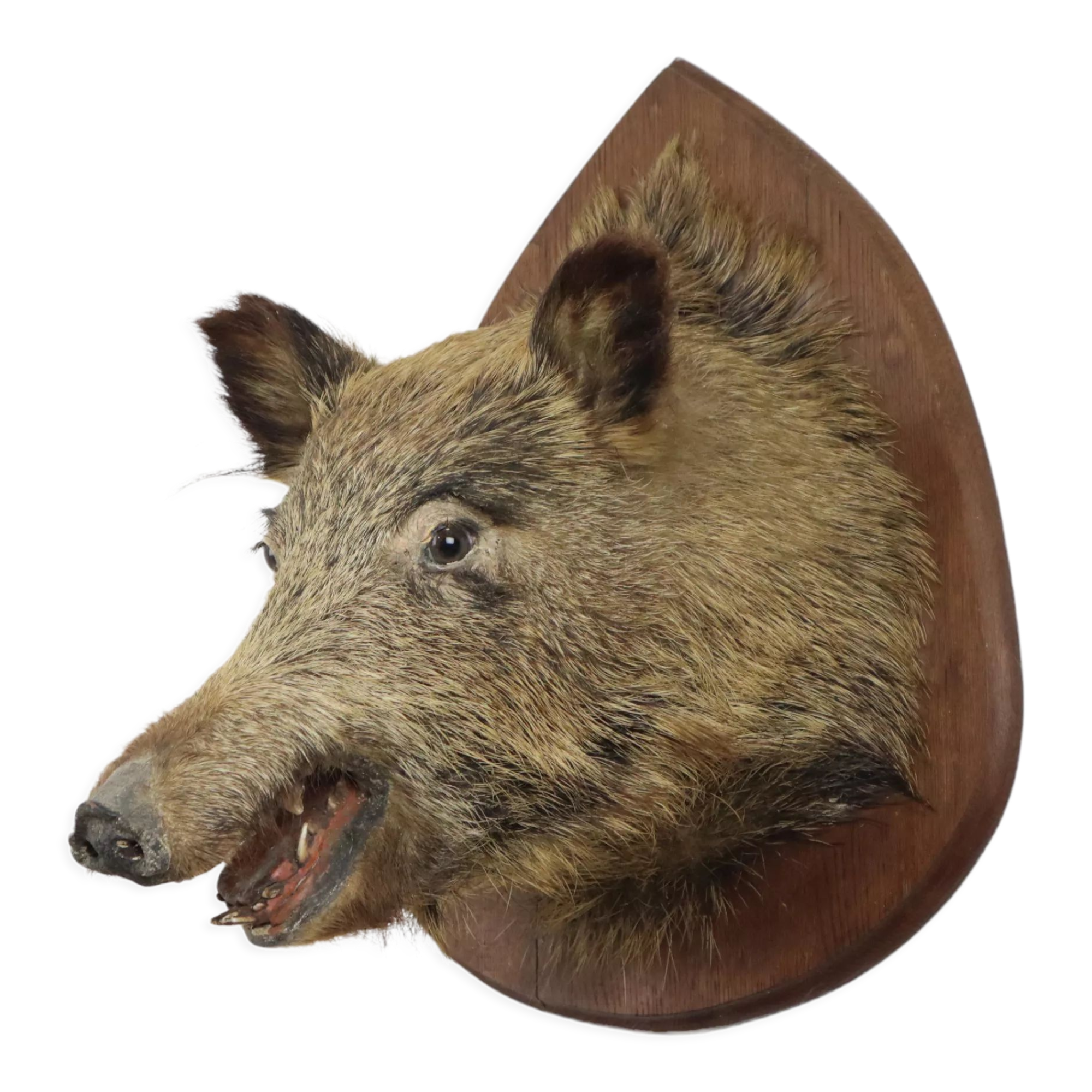 Wild boar head taxidermy wild boar bust stuffed animal 55cm