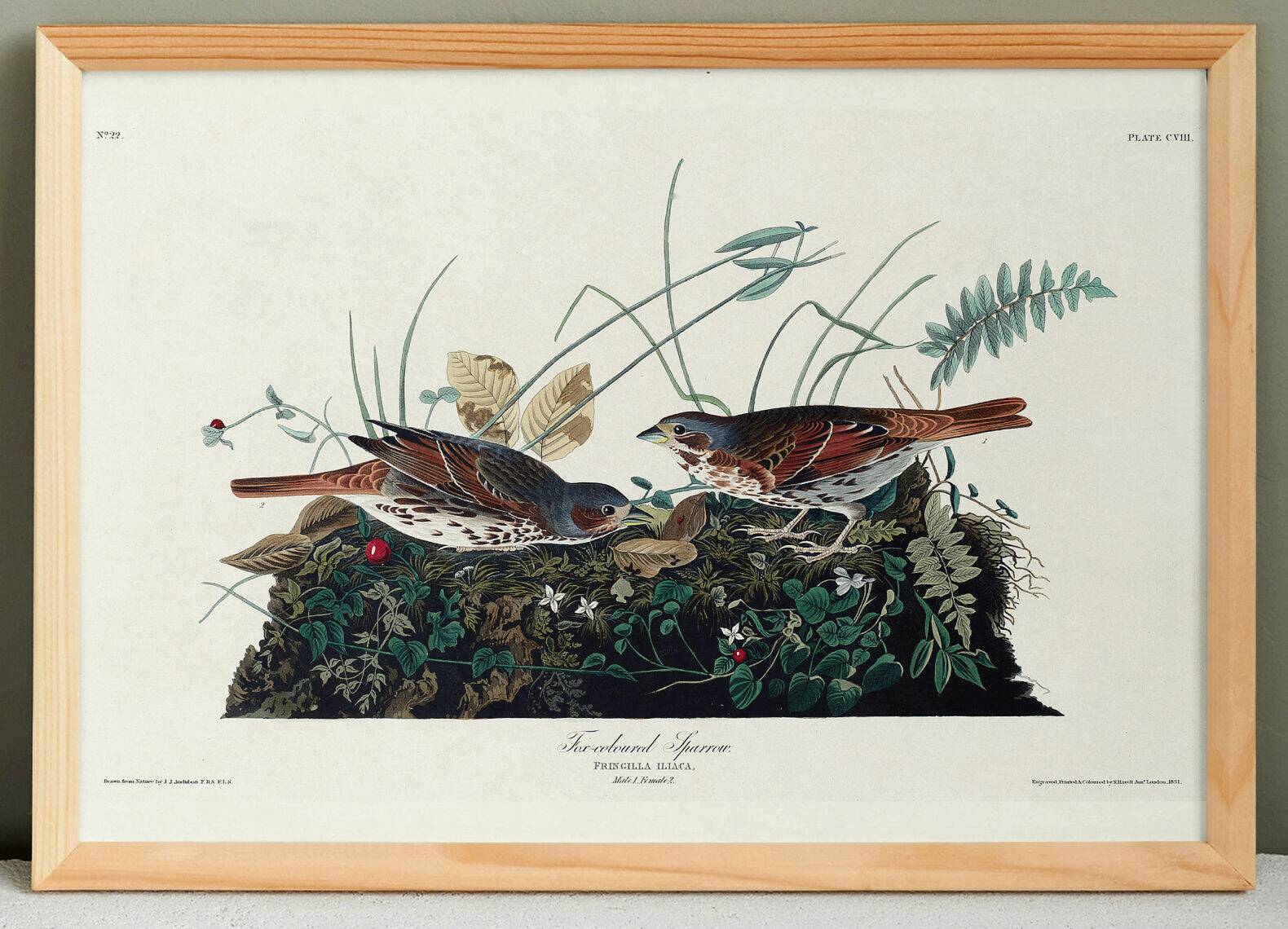 Poster about the Tawny Bunting, based on an old engraving from 1827.