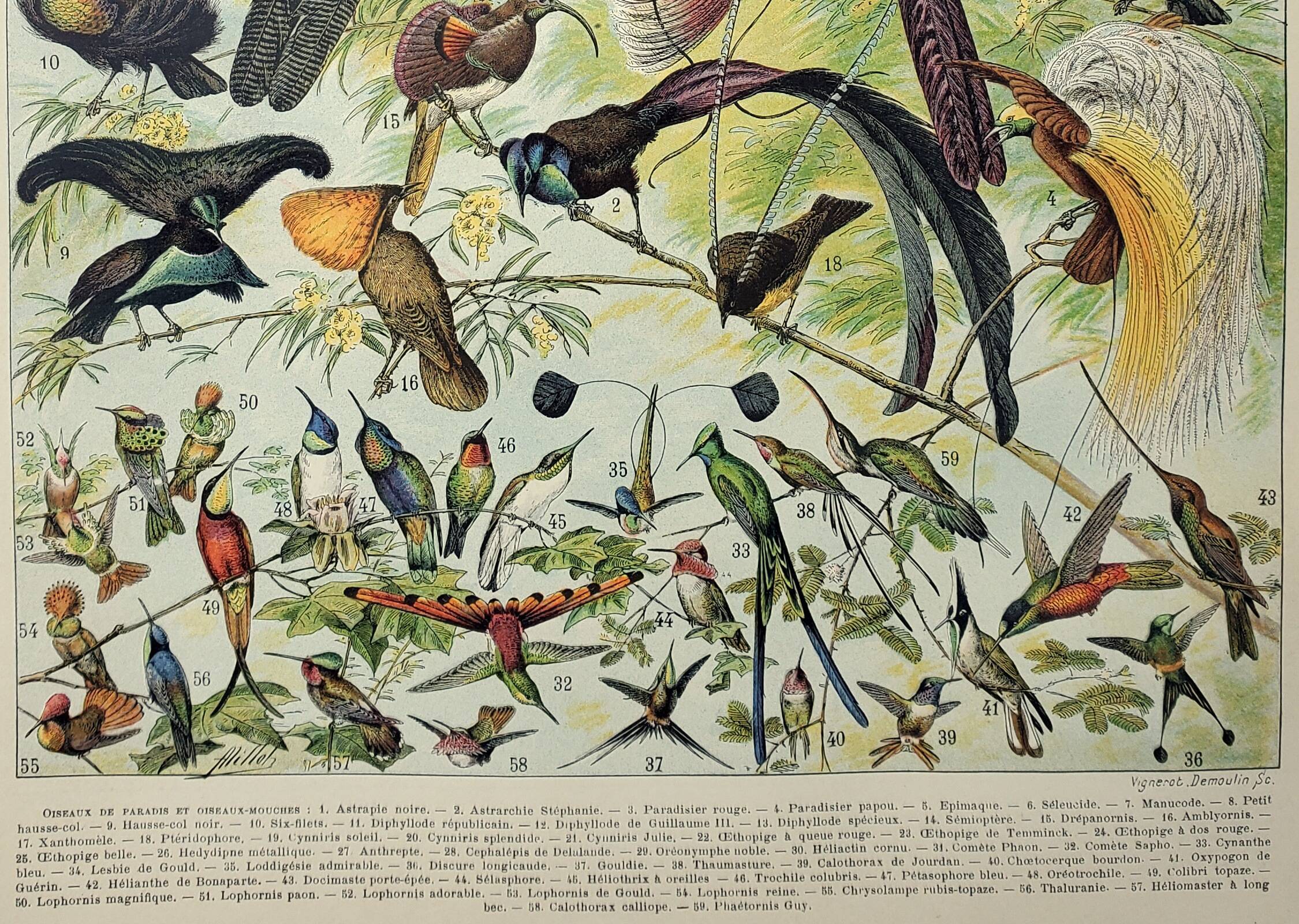 Gravure ancienne 1898, Oiseaux 2: espèces, paradisier • Lithographie, illustration originale