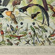 Antique engraving 1898, Birds 2: species, bird of paradise • Lithograph, original illustration